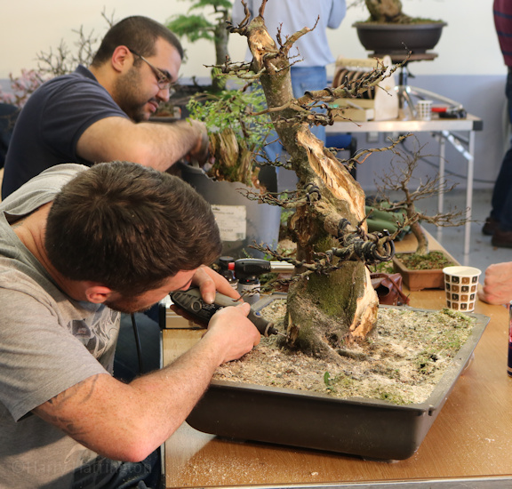hornbeam bonsai